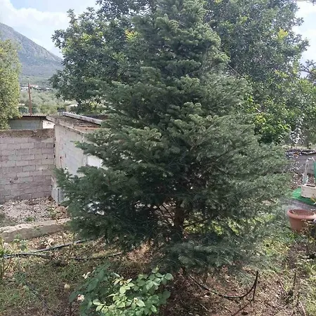 Agrotospito “elatos”
